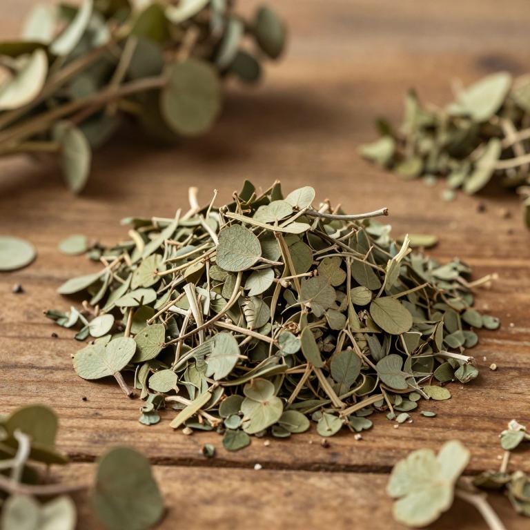 Phyllanthus billardierei