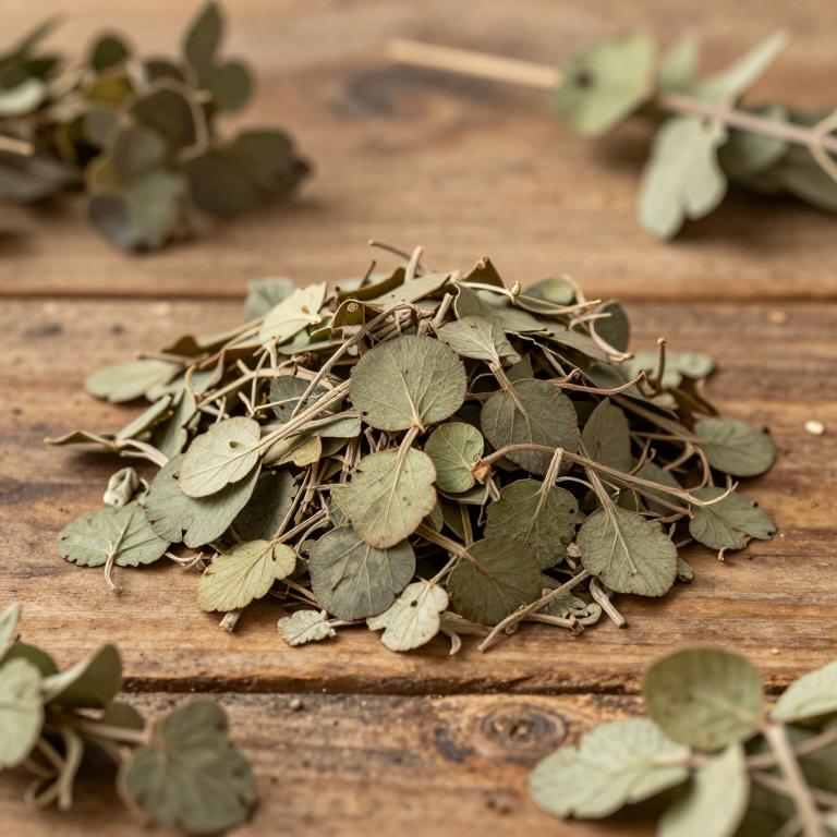 Phyllanthus lawii