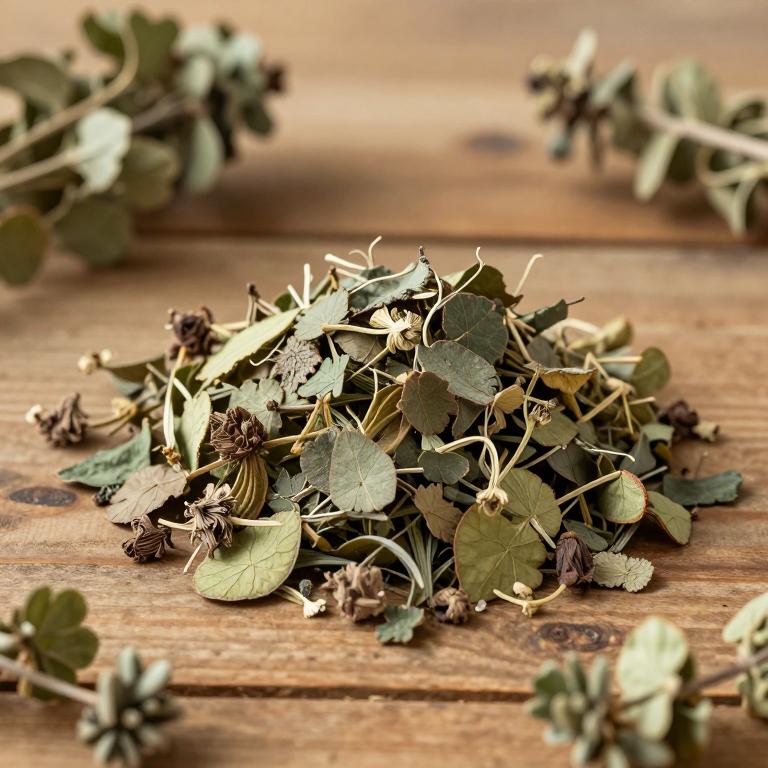 Phyllanthus nivosus