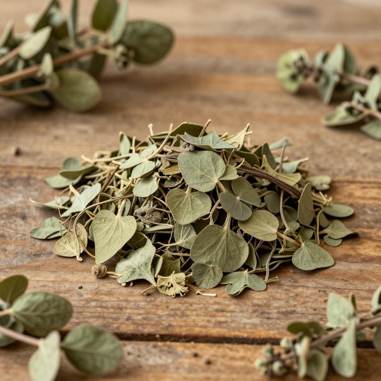 Phyllanthus nummulariifolius