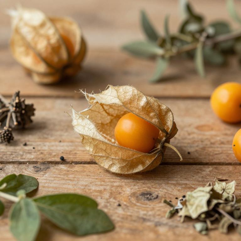 Physalis pruinosa