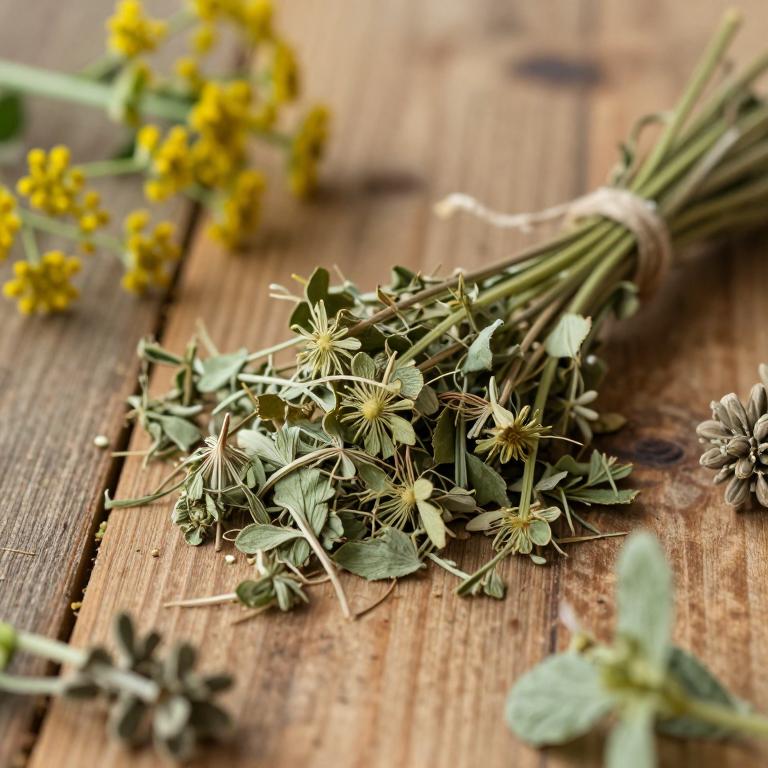 Pimpinella anisoides