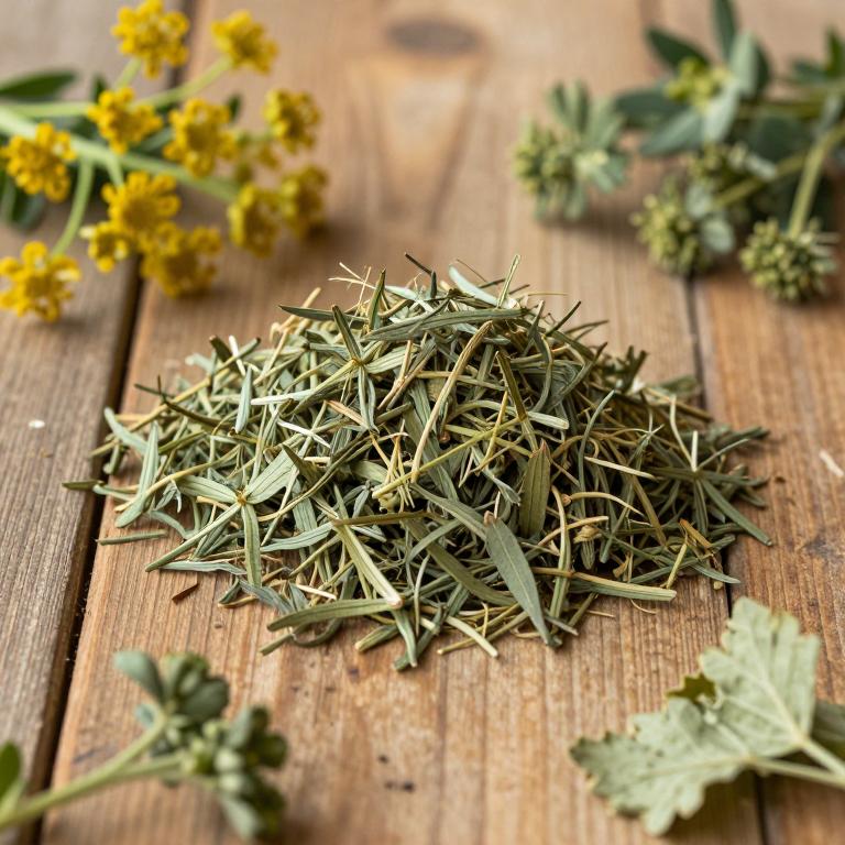 Pimpinella aromatica
