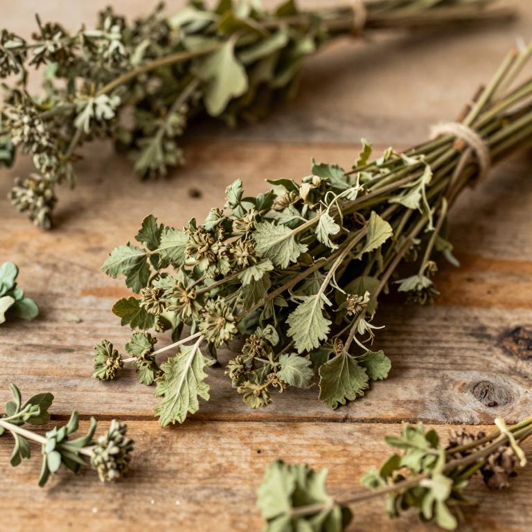 Pimpinella