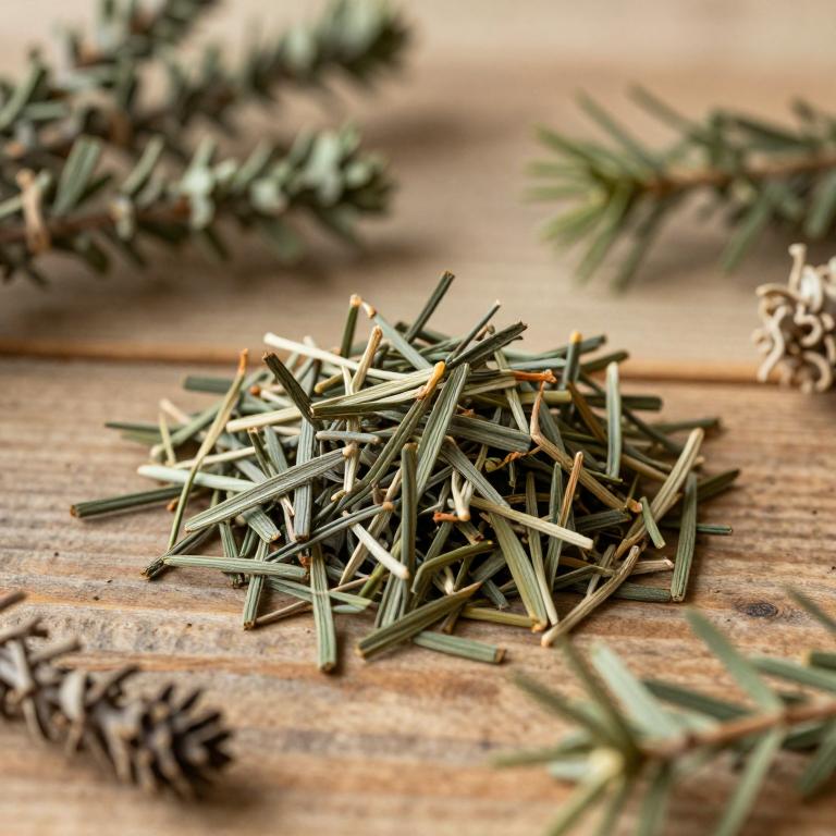 Pinus brutia