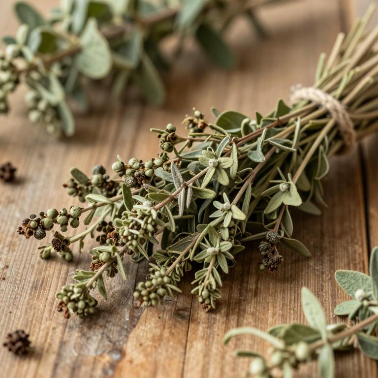 Pistacia chinensis subsp. integerrima