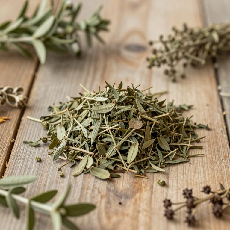 Pistacia eurycarpa