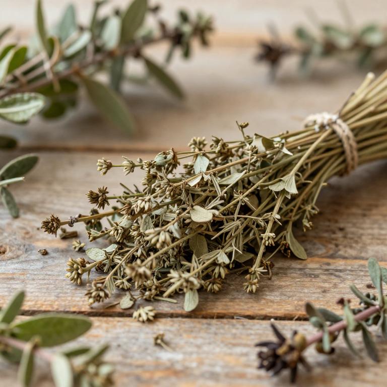 Plantago afra subsp. afra