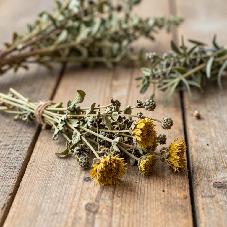Potentilla atrosanguinea