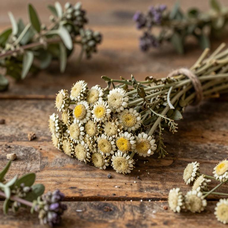 herbal Yarrow