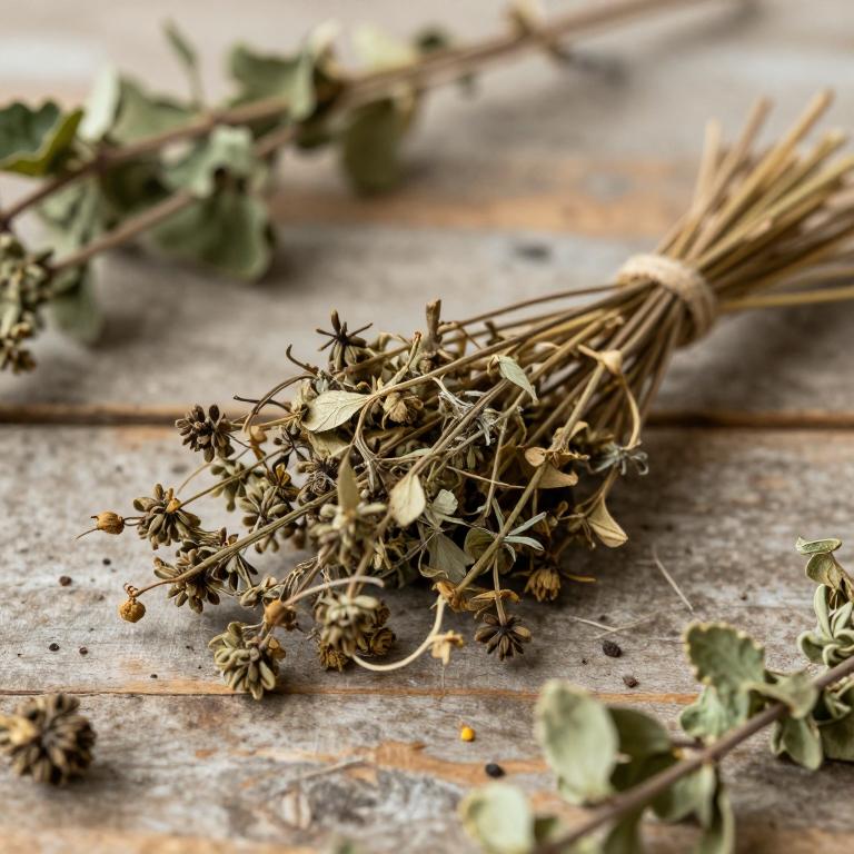 herbal Canadian Wild Ginger