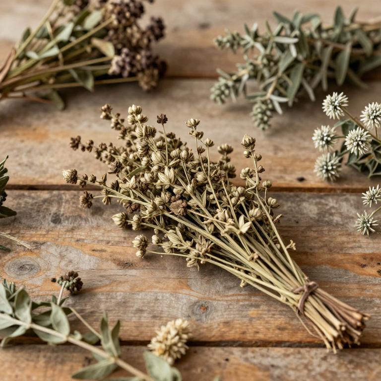 herbal Showy Milkweed