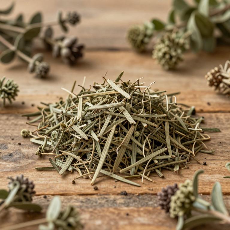 herbal Baccharis Shrub