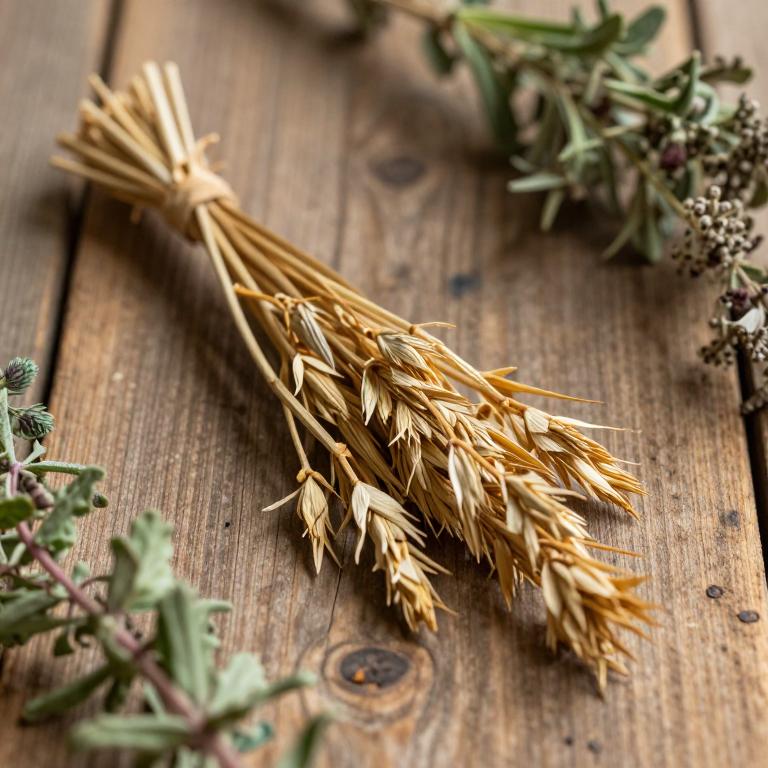 herbal Saffron Crocus