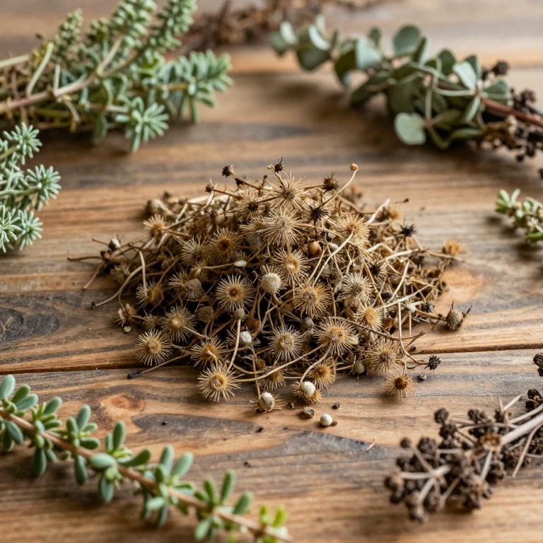 herbal Roundleaf Sundew