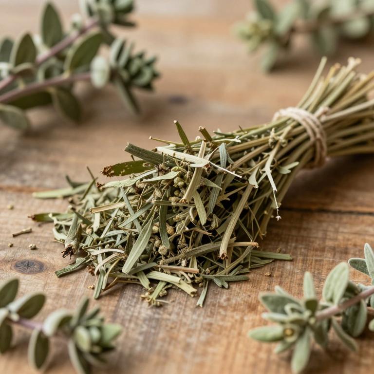 herbal Common Milkweed