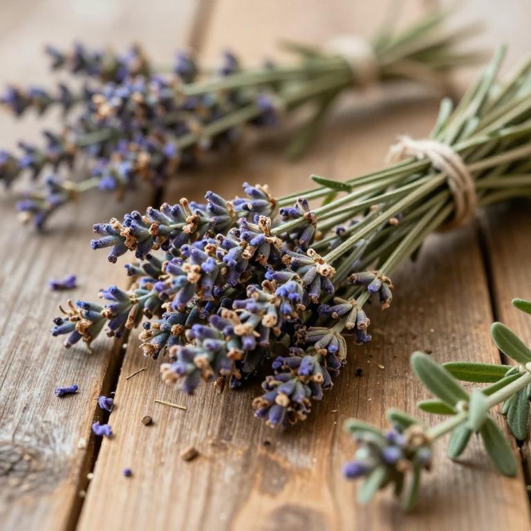 herbal Lavender Bush