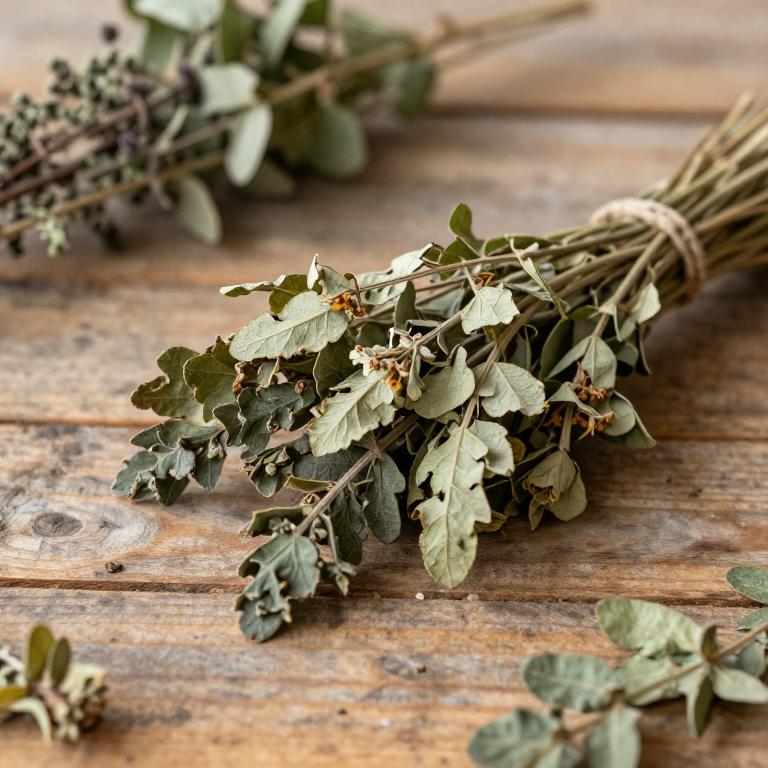 herbal Common Myrtle