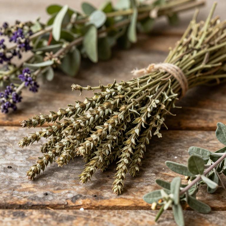 herbal Common Plantain