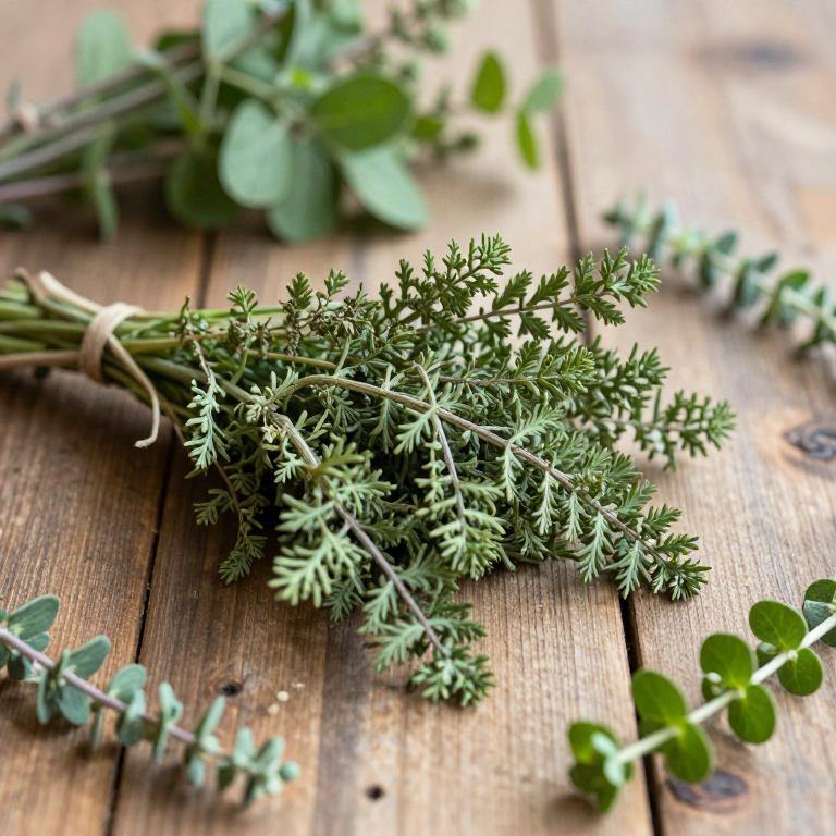 herbal Common Sorrel