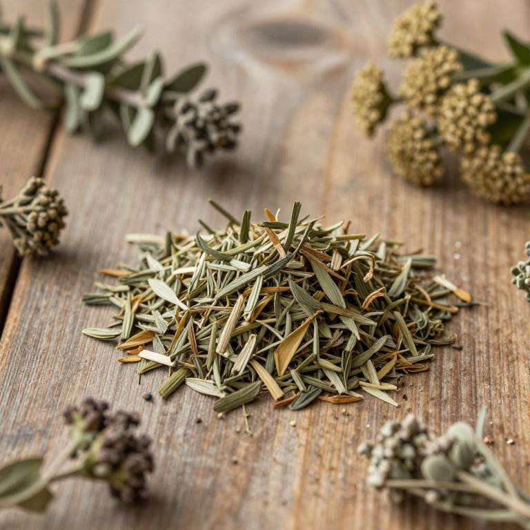 herbal European Sanicle