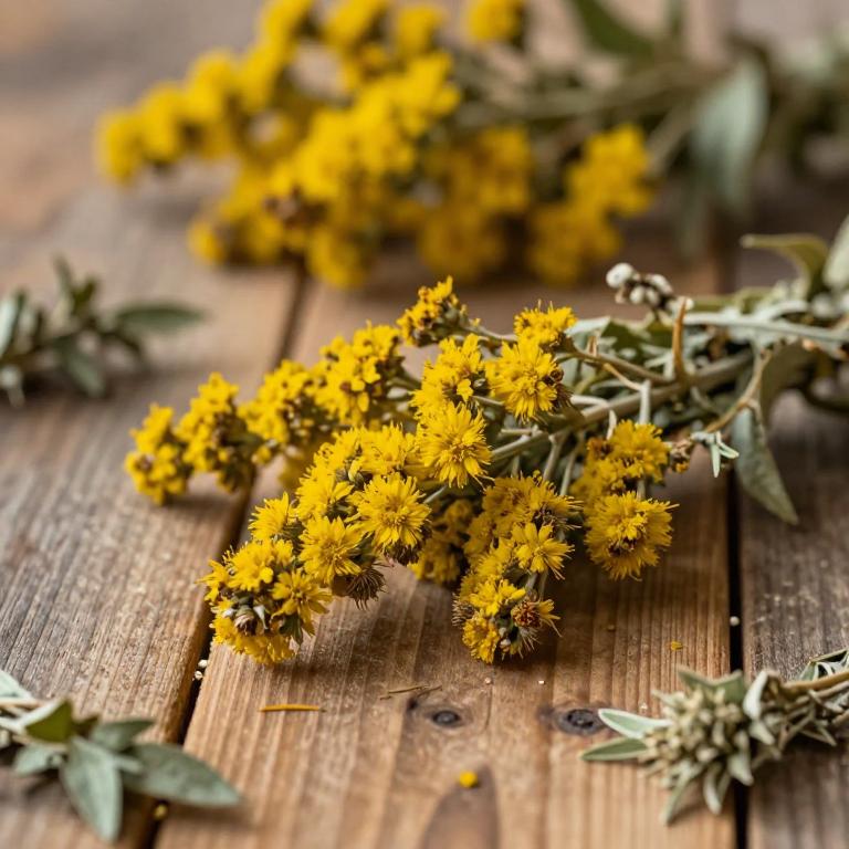herbal Common Goldenrod