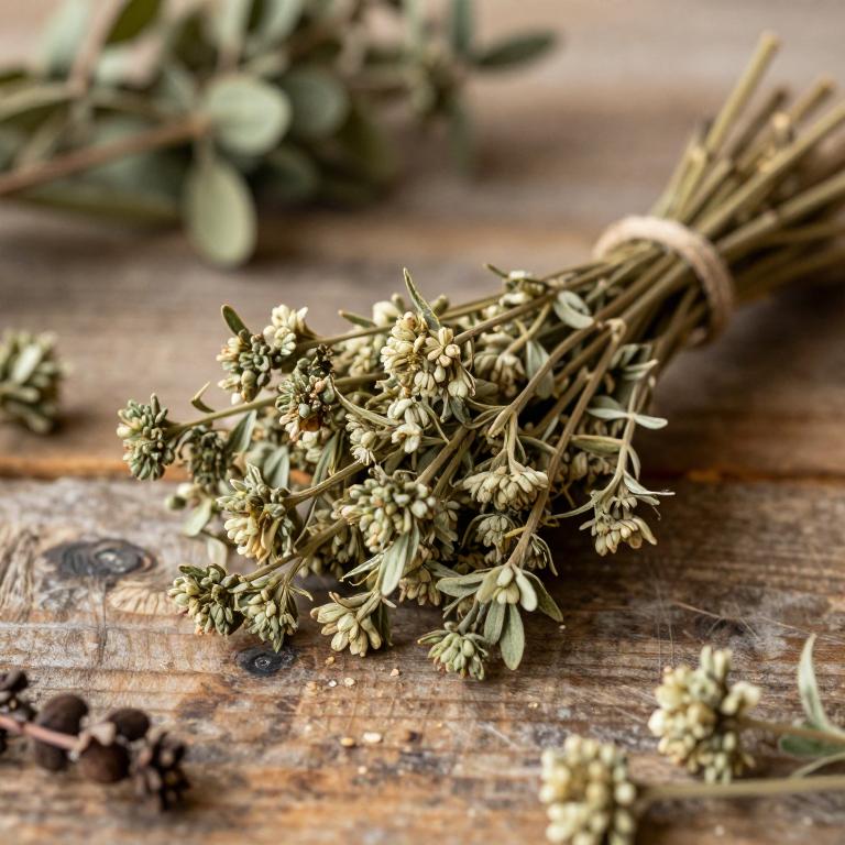 herbal Tansy