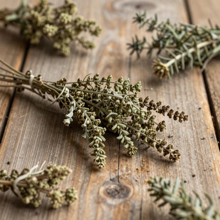Priva cordifolia