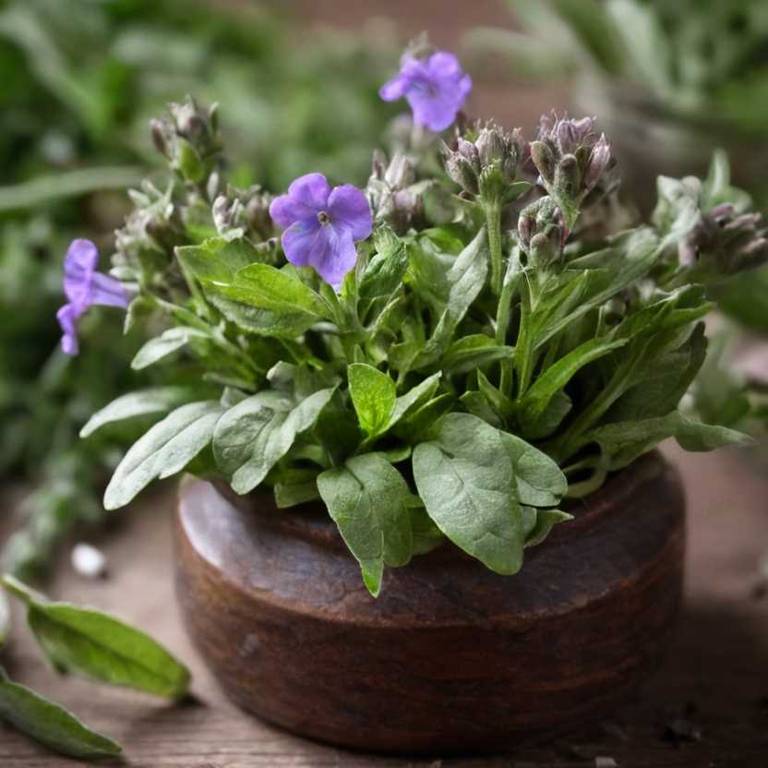 pulmonaria officinalis