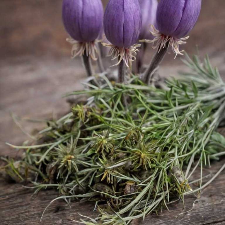 pulsatilla occidentalis