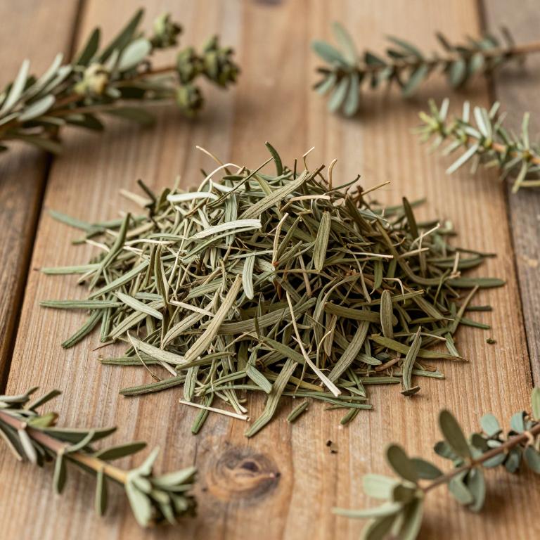 Quercus ilex