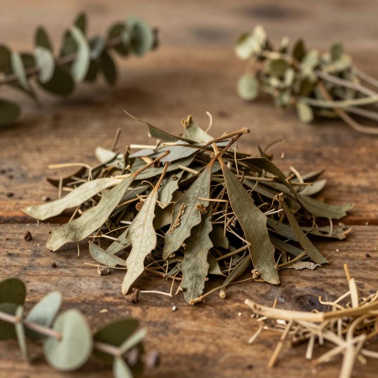 Quercus ithaburensis