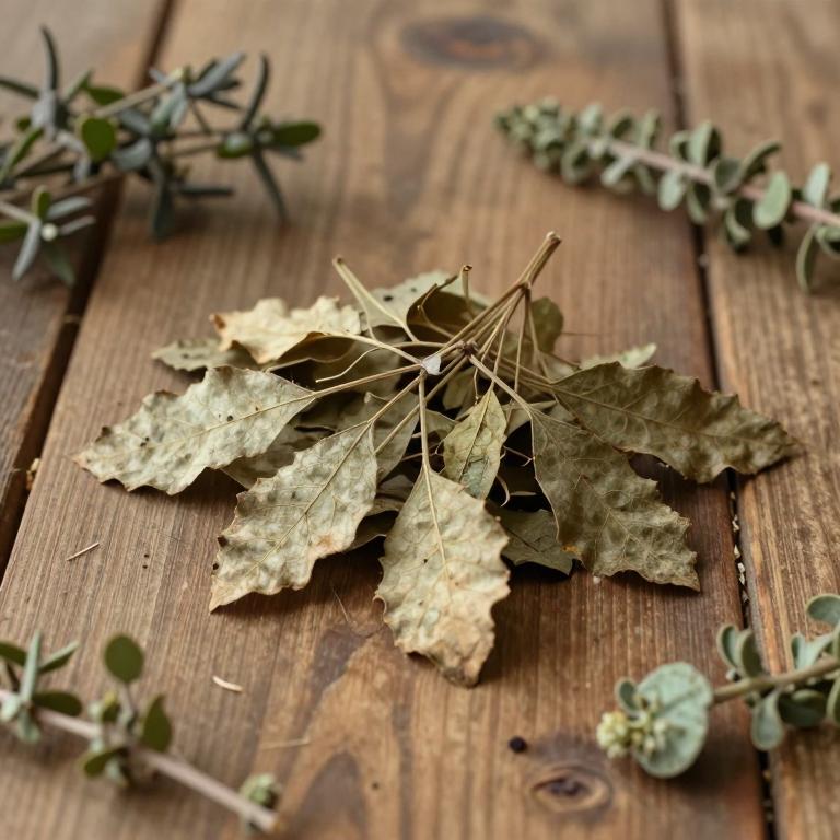 Quercus marilandica var. marilandica