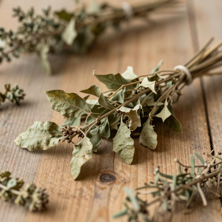Quercus pubescens subsp. pubescens