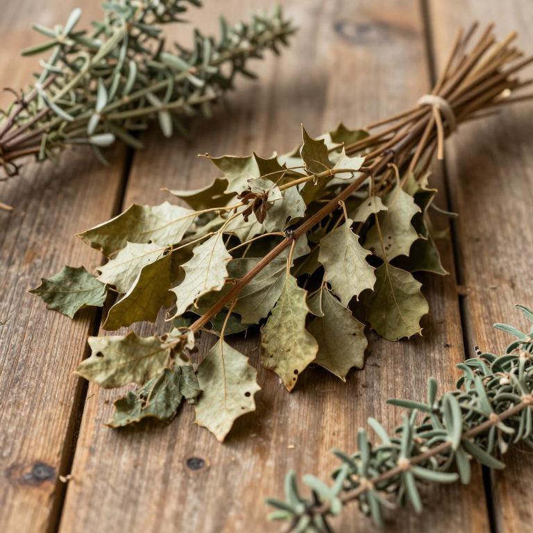 Quercus robur subsp. robur
