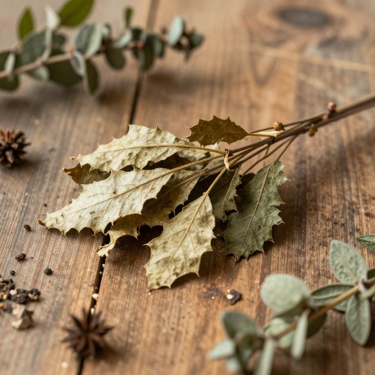 Quercus stellata