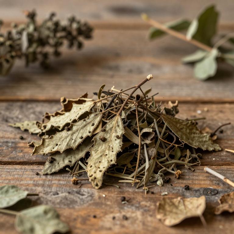 Quercus velutina