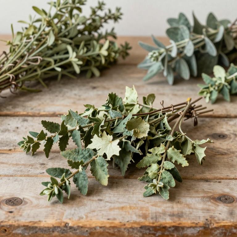 Rhaphidophora glauca