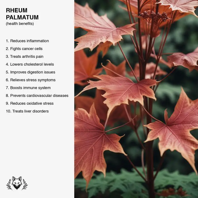 benefits of Rheum palmatum