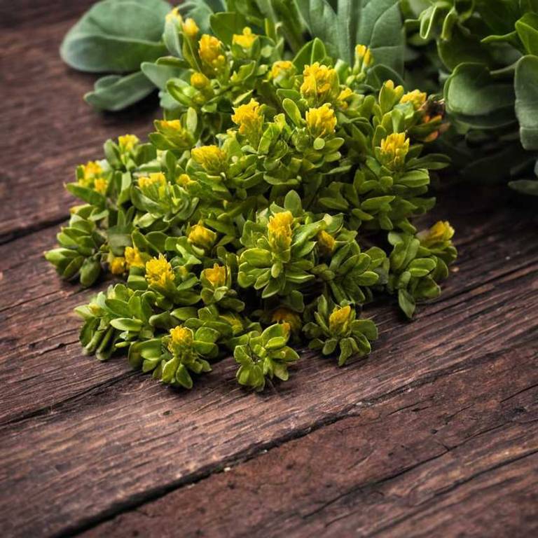 rhodiola rosea