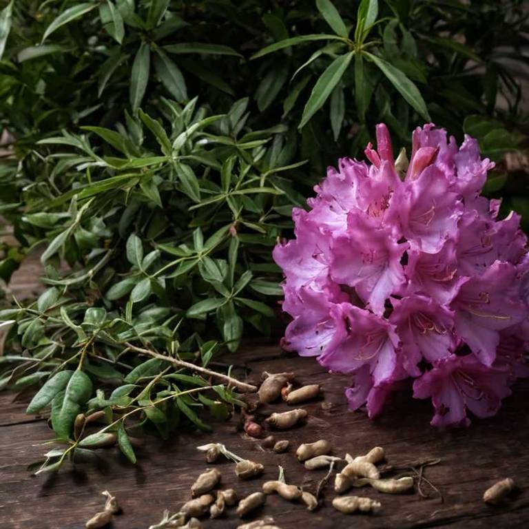 rhododendron caucasicum