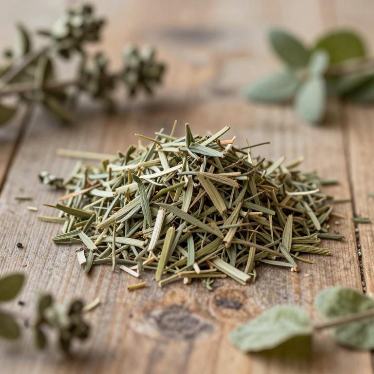 Rindera graeca