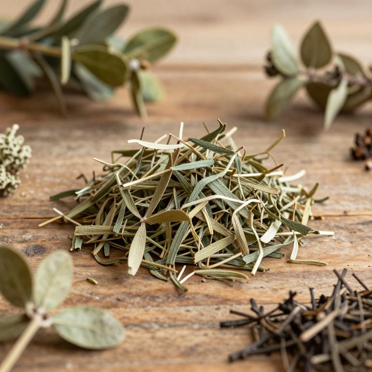 Rinorea ilicifolia