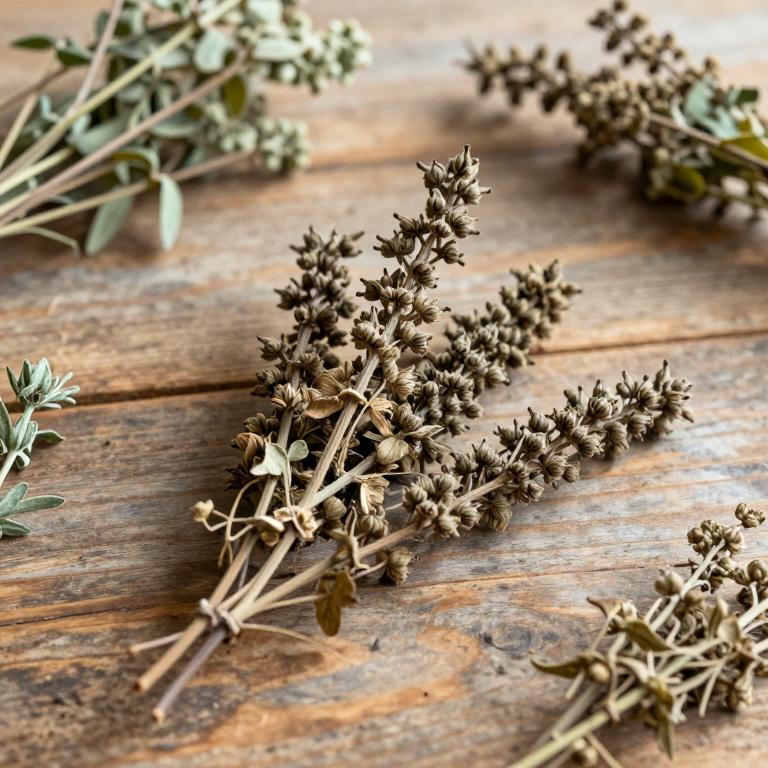 Rumex confertus