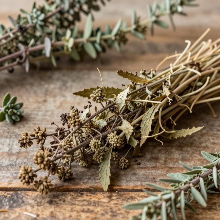 Rumex scutatus subsp. scutatus