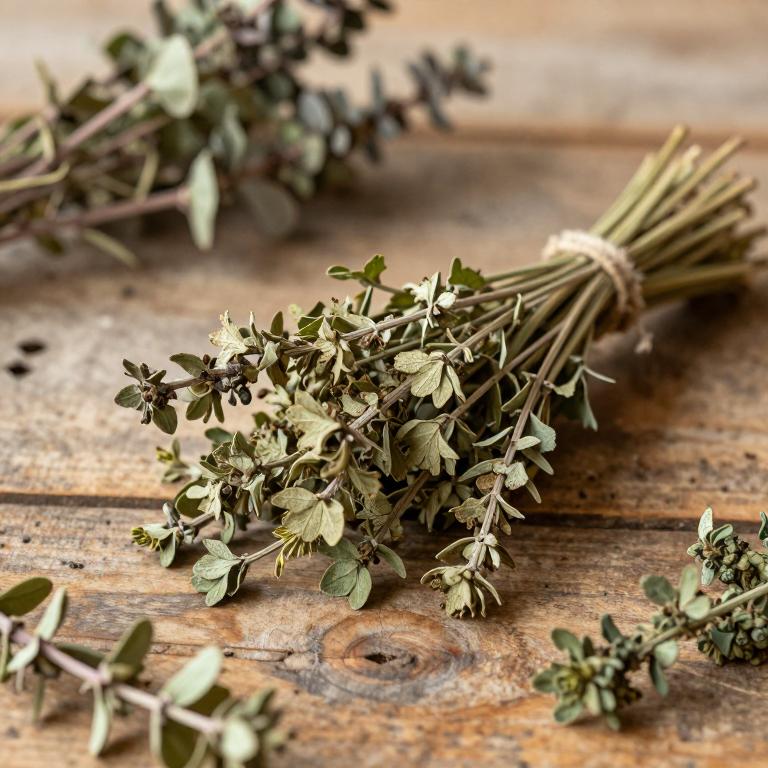 Rumex vesicarius