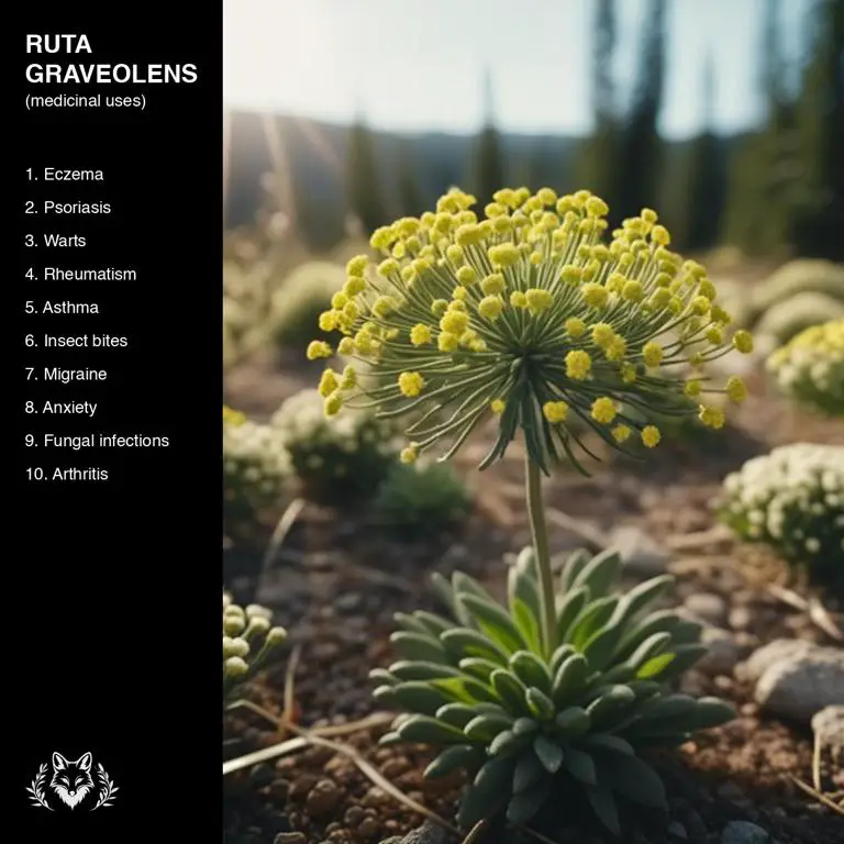 uses of Ruta graveolens