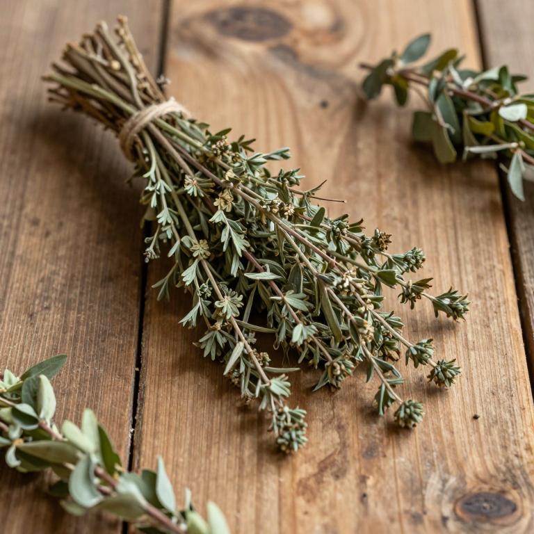 Salix chaenomeloides