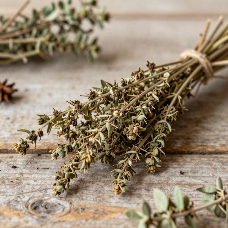 Salix cinerea