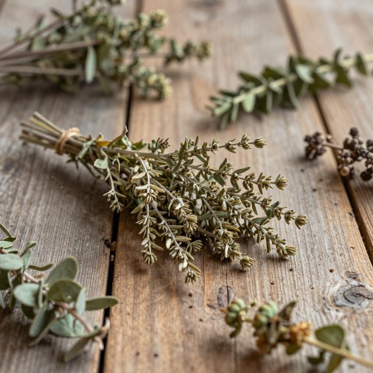 Salix gracilistyla